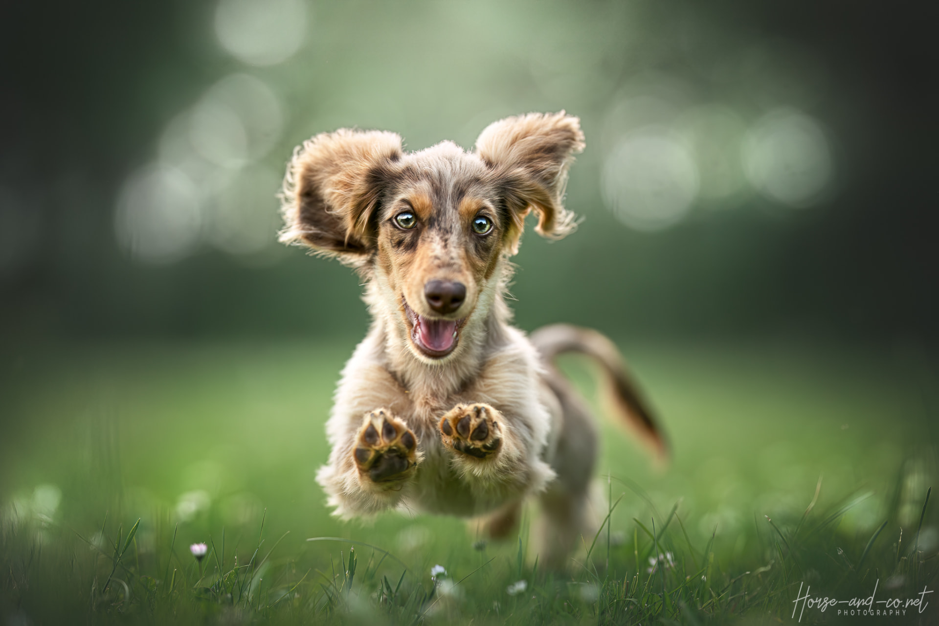 Chiens : photo après, réglages compris et choisis