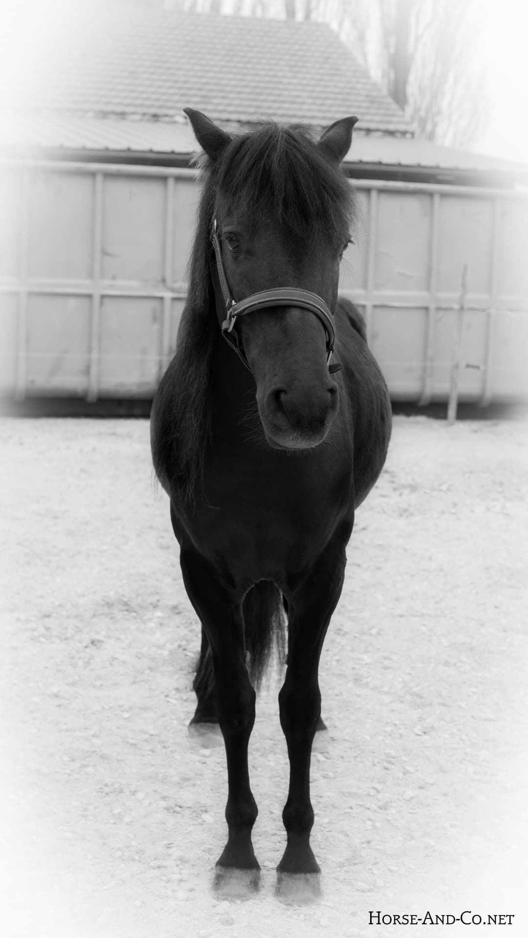 Chevaux : photo avant, réglages au hasard