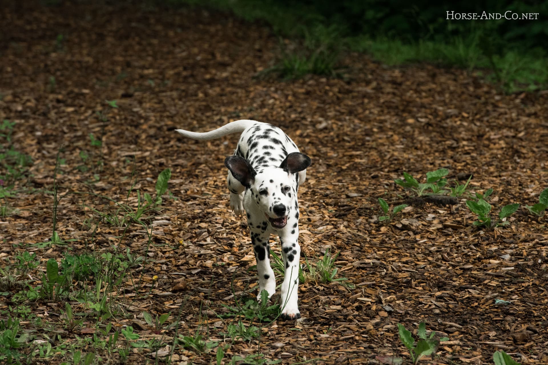Chiens : photo avant, réglages au hasard