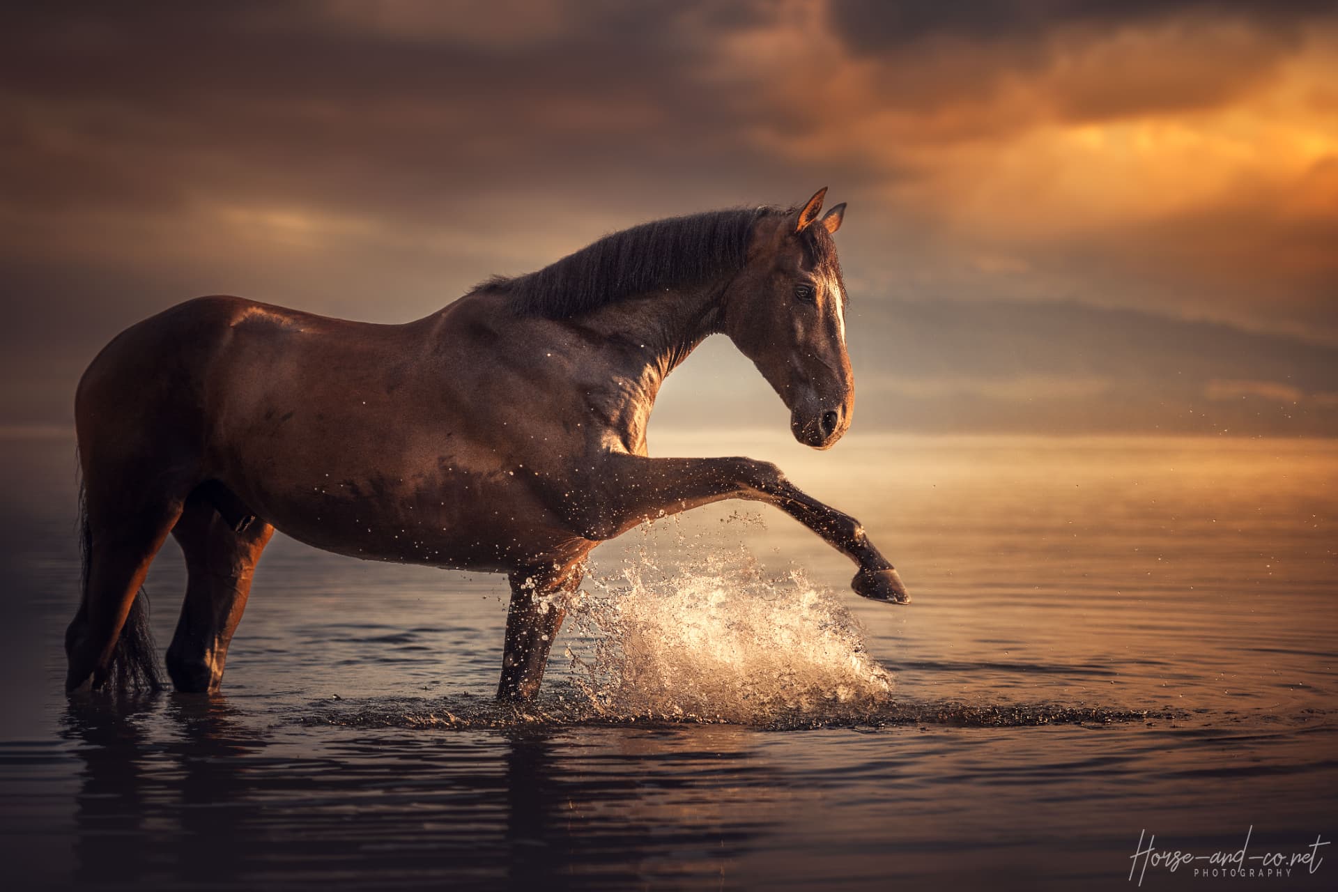 Cheval qui joue dans l'eau au coucher du soleil